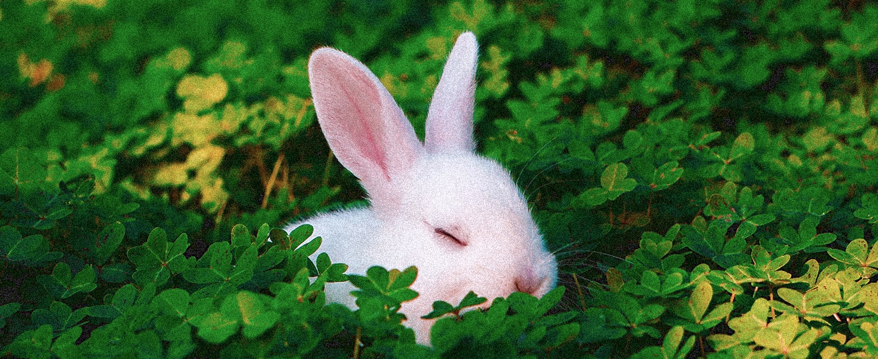 Bunny sleeping in bed of green clover