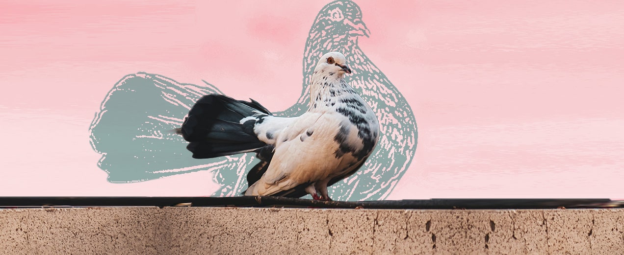 Stablecoin issuers don’t want to be pigeonholed with crypto